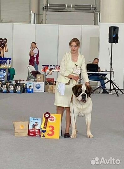 Сенбернар вязка