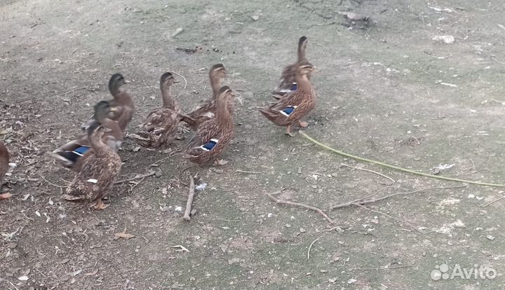 Подсадные утки