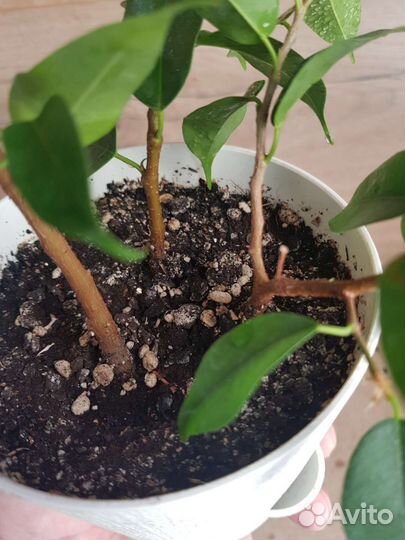 Цветы домашние в горшках