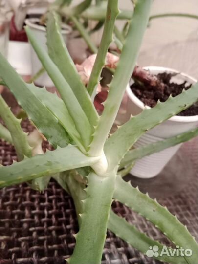 Алоэ 3 года