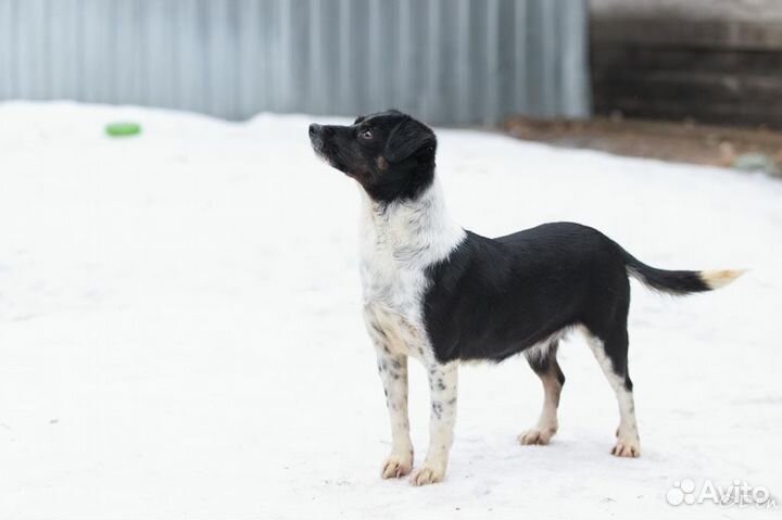 Отдаю маленькую собачку Джинни в дар