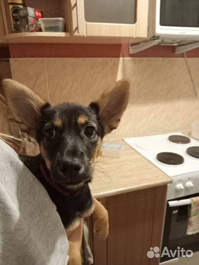 Щенок в добрые руки