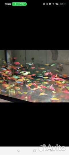 Тернеция и Данио гло