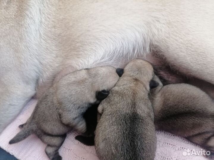 Щенки мопса