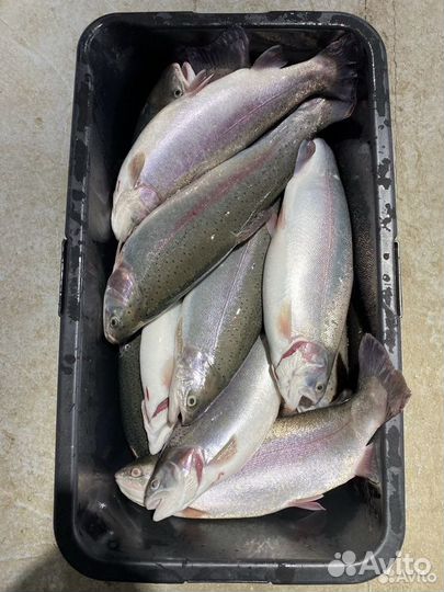 Живая форель