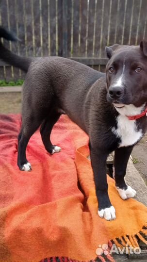 Собака (метис стаффа)