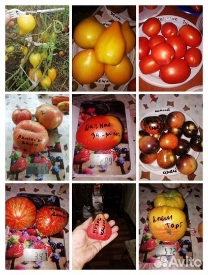 Семена помидор