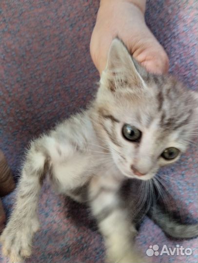 Маленький котенок в добрые руки