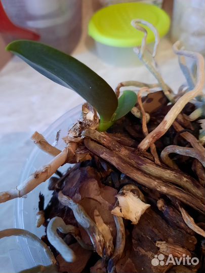 Орхидея фаленопсис детка