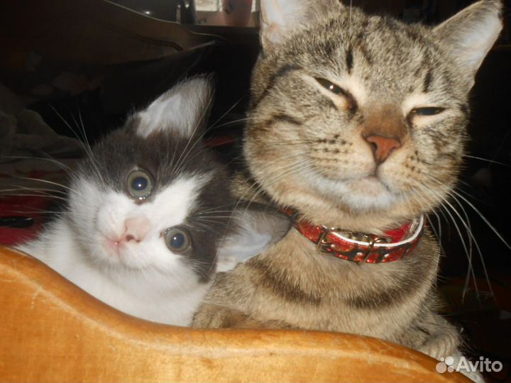Котёнок в добрые руки