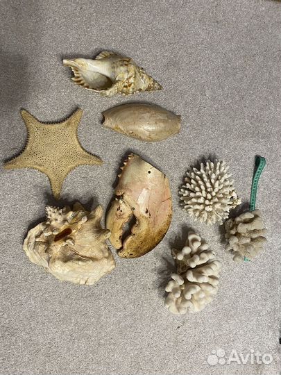 Коралл и другое