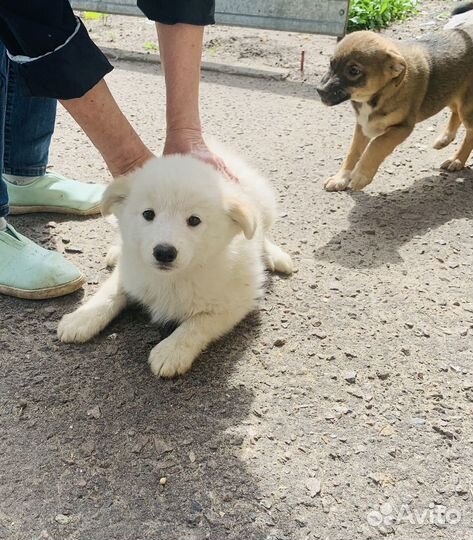 Щенки дворняги