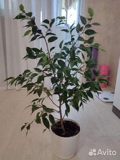 Комнатные цветы фикусы и другие