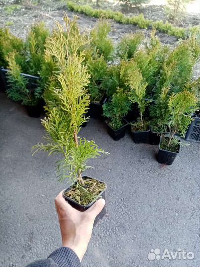 Саженцы хвойных растений
