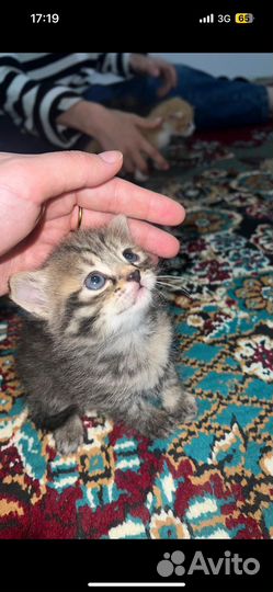 Котята в добрые руки даром девочка