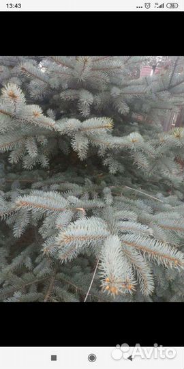 Ель голубая -2,50м высота