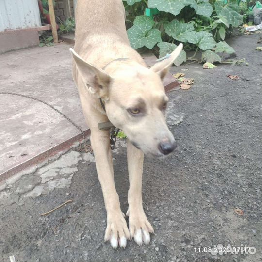 Нашли собаку держать не можем