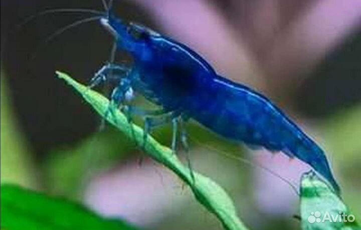 Аквариумные голубые креветки Рили блю синяя мечта