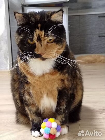 Передержка собак и кошек