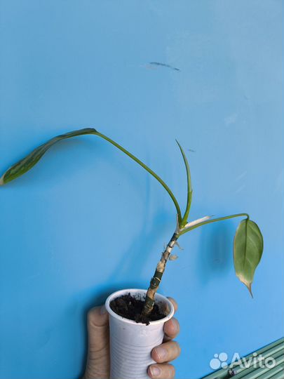 Аглаонема сильвер квин