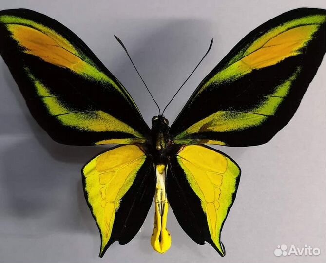 Бабочка птицекрылка paradise