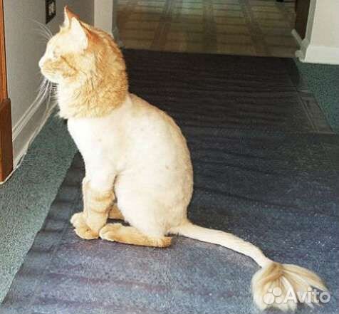 Груминг стрижка кошек и котов в Марьино