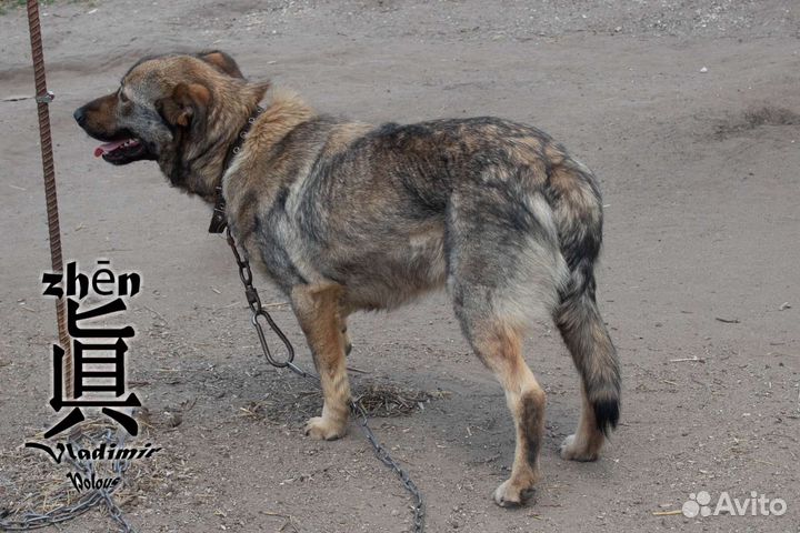 Пупся ищет семью