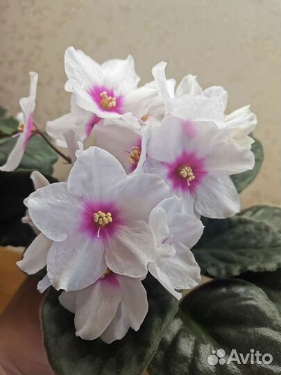 Фиалка(листы на срез)