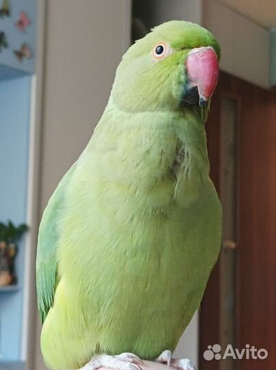 Ожереловый попугай