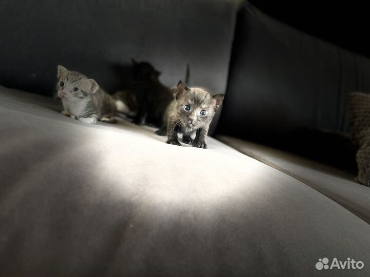 Котята в добрые руки бесплатно