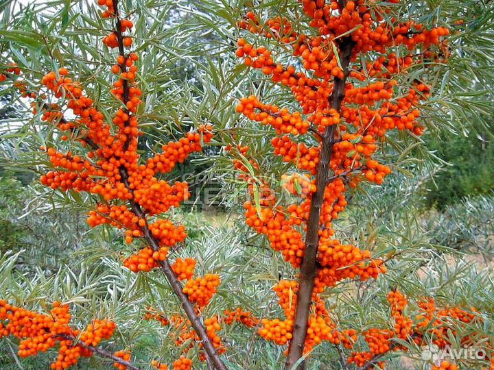 Саженцы плодово- ягодных и декоративных растений