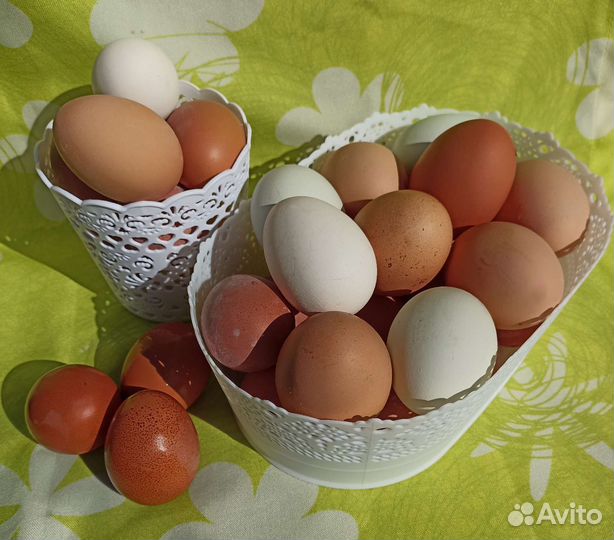 Домашние куриные яйца