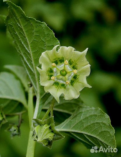 Сараха овощная (Saracha edulis) 20 семян