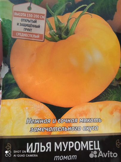 Рассада томатов