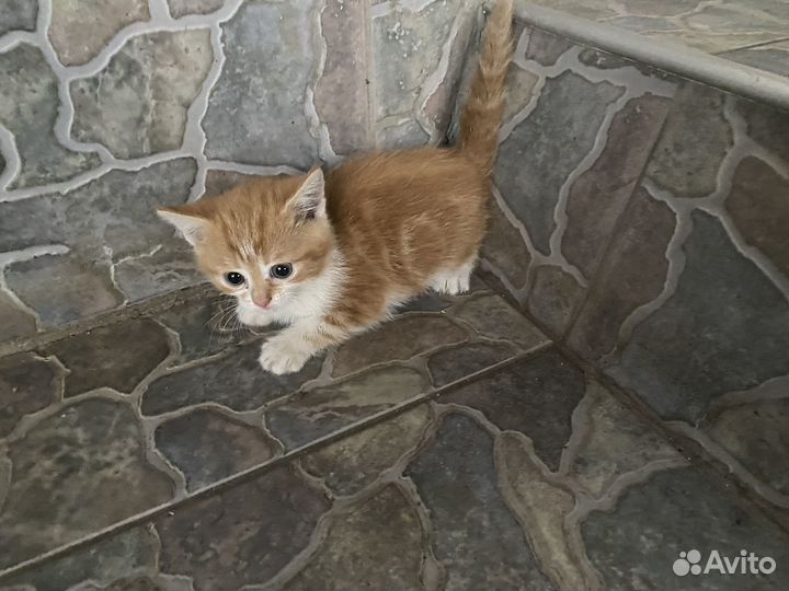 Котятки в добрые руки