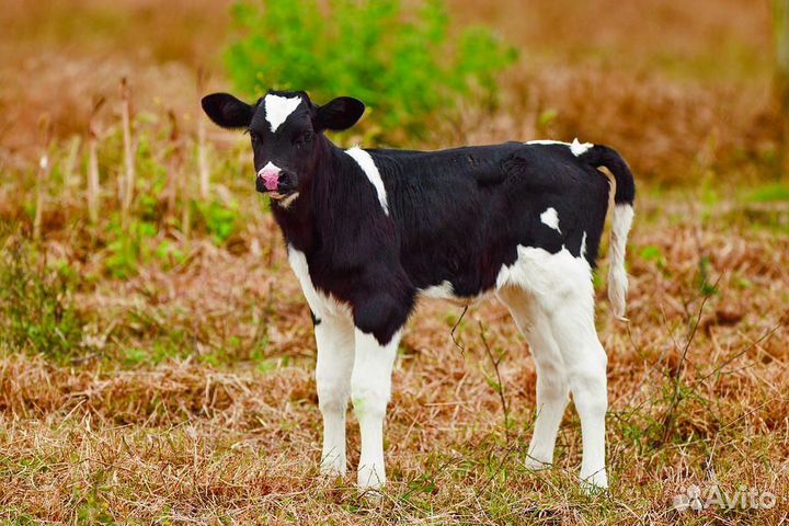 Телята, бычки