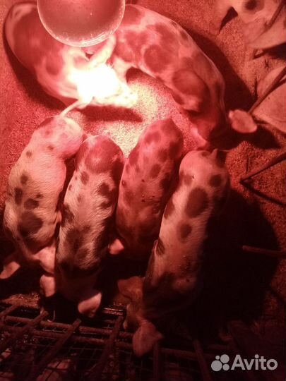 Поросята пьетрен