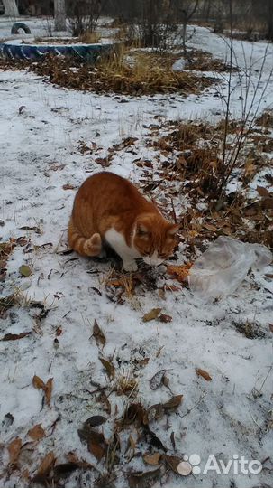 Котик ищет дом