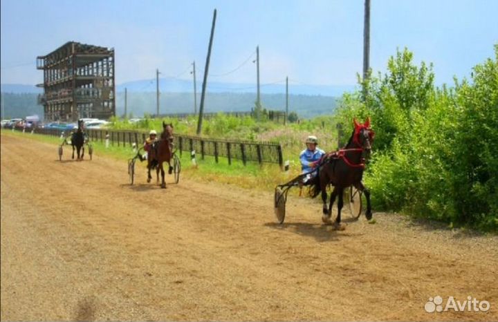 Жеребец Орловской рысистой породы