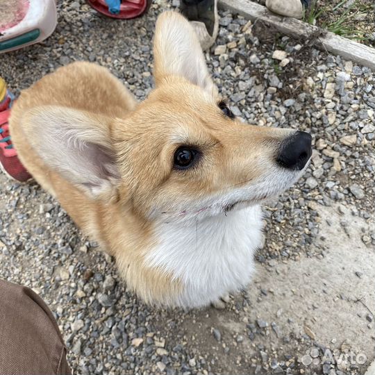 Догситтер, выгул собак, передержка