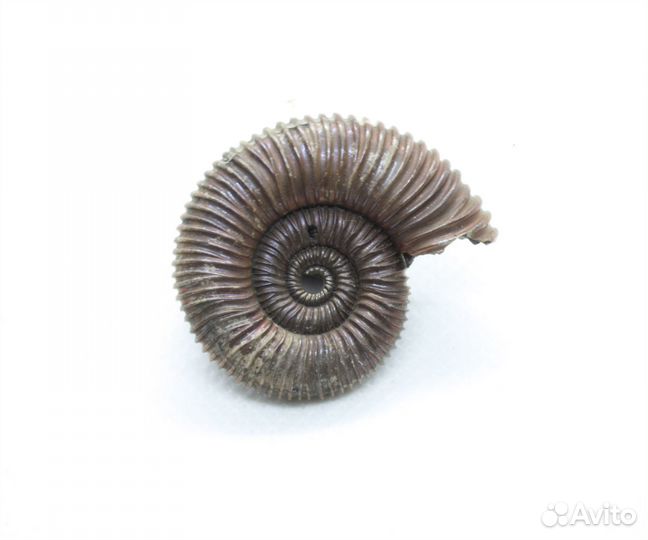 Аммонит 