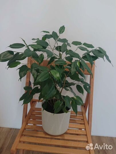 Фикус Бенджамина