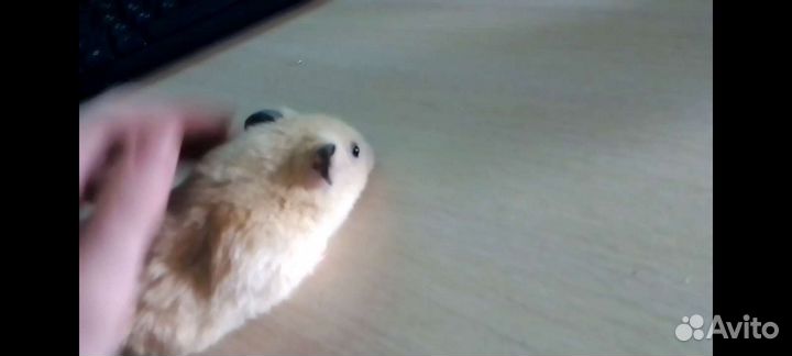 Сирийский хомяк с клеткой