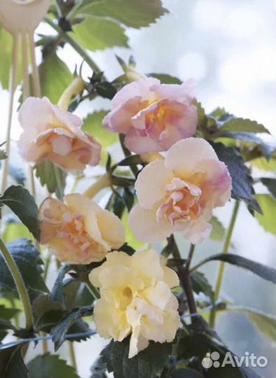 Ахименес Yellow English Rose. каллы Розовые