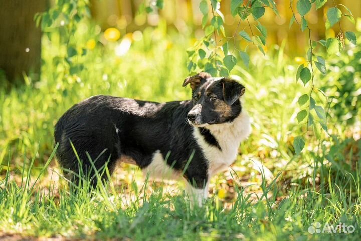 Собака в добрые руки