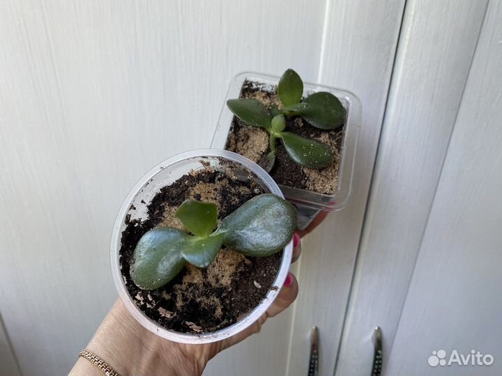 Денежное дерево толстянка крассула