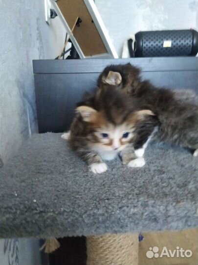 Шотландские вислоухие котята