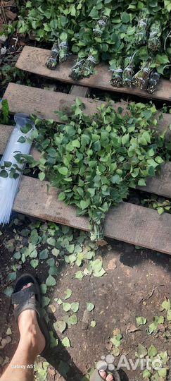 Веник берёзовый