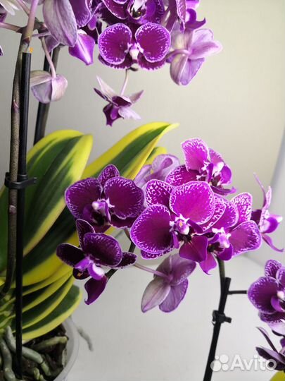 Орхидея вариегатная