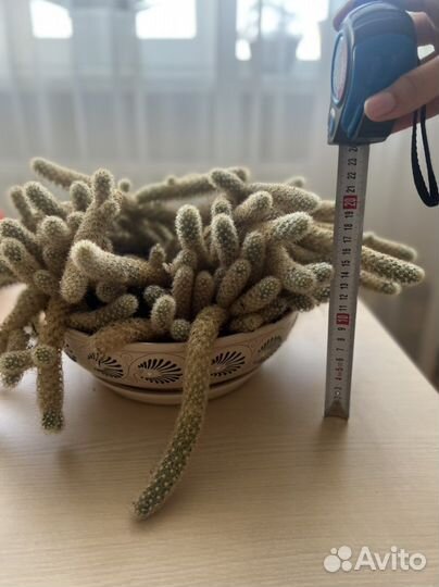 Кактус маммилярия суккуленты горшок в подарок